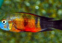 TANGANYIKA CICHLIDE MOORII BEMBA