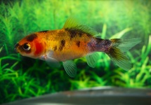 POISSON ROUGE SHUBUNKIN JAUNE