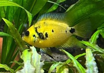 CICHLID ALTOFLAVA