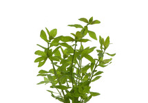 Hygrophila rosanervig terracotta ring
