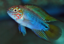 ZWERGBUNTBARSCH OPAL