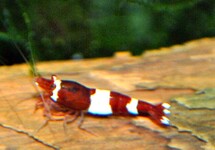 RED PANDA SHRIMP