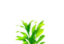 Echinodorus paniculates met ring