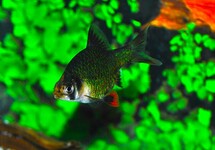 TIGER BARB GREEN