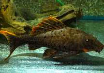 L095 ORANGE CHEEK PINECONE PLECO