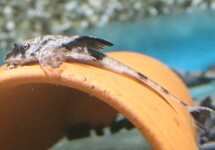 ZWEEPSTAART SIMILLIMA