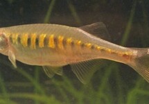 TIJGER DANIO