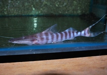 ZEBRA-SPATELMAULWELS