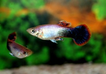 GUPPY TUXEDO PINK MALE