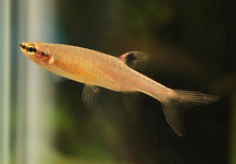 CHARACIN ARROSEUR