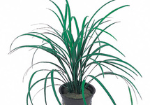 Ophiopogon japonica - PT