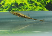 DWERGNAALDVIS PARADOXUS