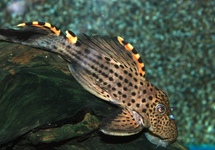 L091 THREE BEACON PLECO