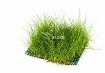 Eleocharis sur tapis 10x15cm - NE