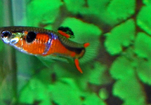 ENDLER'S GUPPY RED CHEST (M/F)