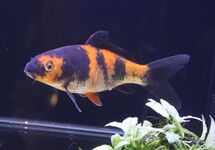 KOI SHOWA EUROPE