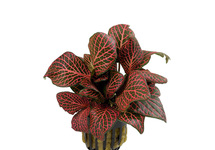 Fittonia 'Red' - PT