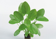 Eleocharis parvula - PE