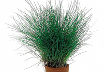 Eleocharis acicularis - TA