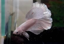 BETTA HALF MOON WHITE FEMALE