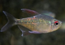 DIAMOND TETRA