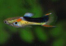ENDLER'S GUPPY YELLOW HALF TUXEDO MALE