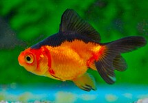 SCHLEIER ROT/SCHWARZ