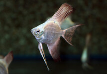 MAANVIS PLATINUM DIAMANT M