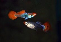 GUPPY RED CAP BRAZIL (M/F)