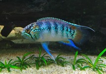 ZEBRA ACARA