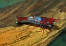 RED RILI SHRIMP