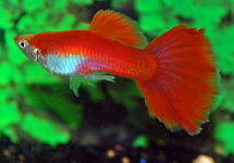 GUPPY FLAMINGO RED MALE