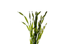 Vallisneria asiatica in terracotta
