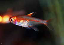 EMBER TETRA 