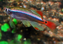 CHINESE DANIO SLUIER