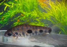 LEPORINUS STEYERMARKI
