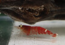 RED SANTA GARNAAL