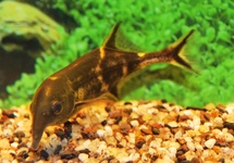 OLIFANTSVIS CASAICUS