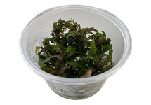 Hygrophila pinnatifida in vitro cup