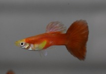 GUPPY MOSCOW RED MALE