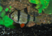 TIGER BARB