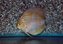 S. DISCUS RIO NEGRO S/M