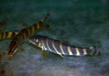 GOLDEN ZEBRA LOACH