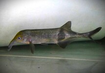 LANGNEUS OLIFANTSVIS