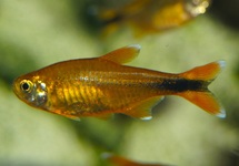 SILVERTIP TETRA