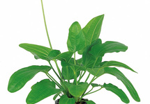 Echinodorus sp. 'Radicans' - XL