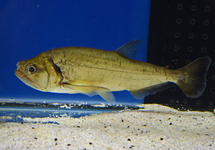 TÉTRA VAMPIRE ARMATUS