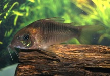 ROST-PANZERWELS