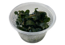 Bucephelandra red in vitro cup