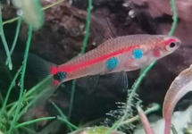 POWELLI NEOLEBIAS